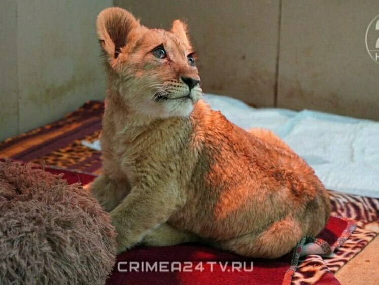 Изображение В Крыму выхаживают раненую львицу Асаду