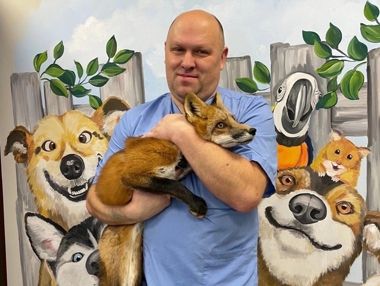 Вологодский ветеринар спас жизнь лисице Боне