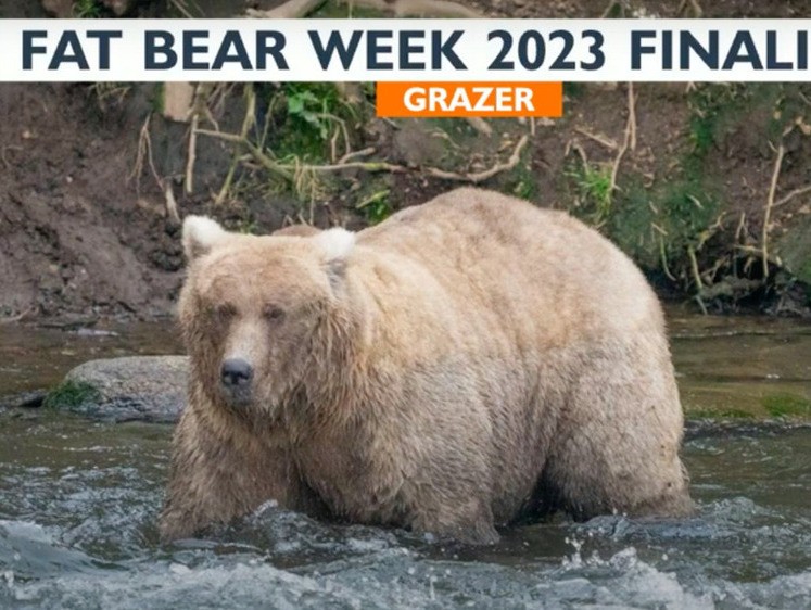 Посмотрите на самого толстого медведя 2023 года 