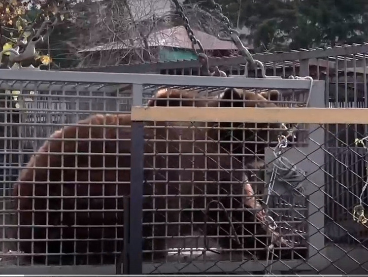 В Хакасии медведей зоопарка перевезли в новые шикарные вольеры