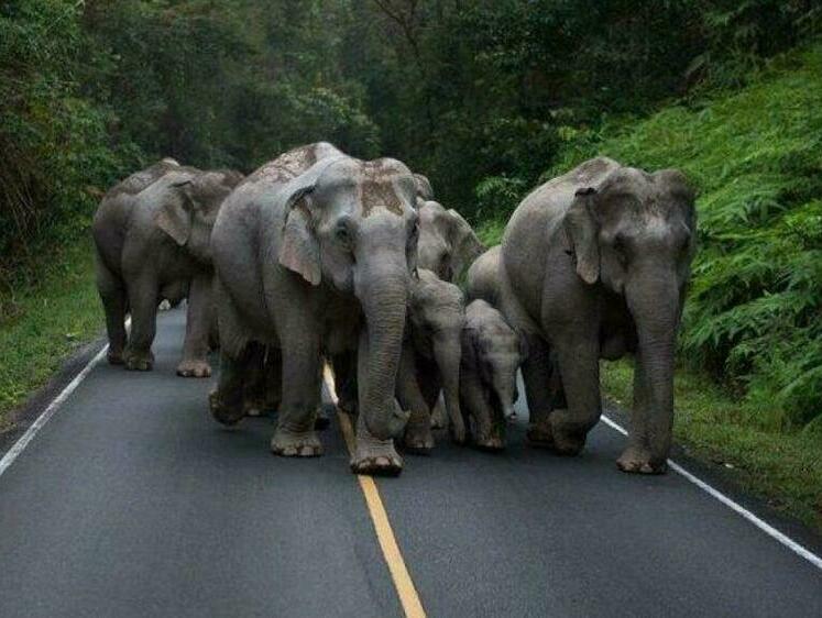 Изображение Убила за потомство: слониха растоптала старосту деревни в Тайланде