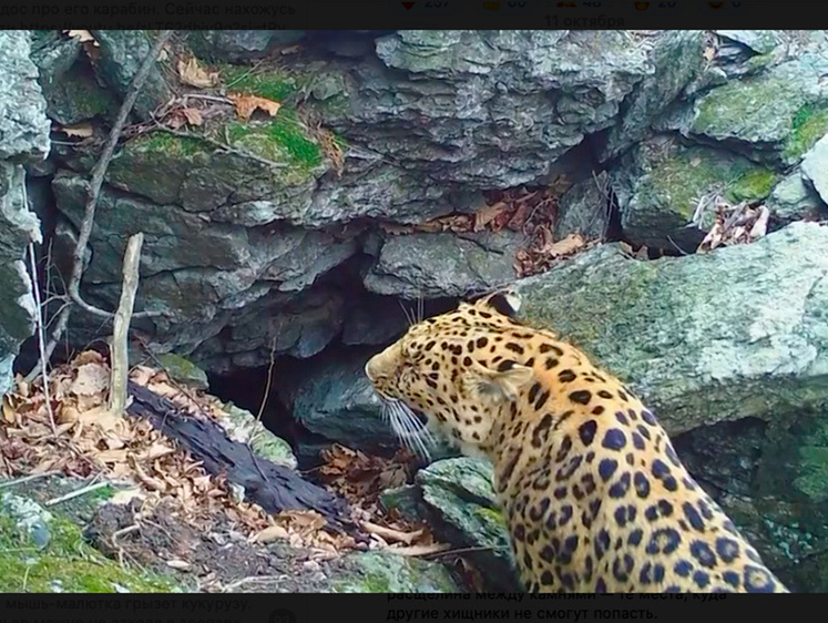 Изображение Когда пещеры были большие: леопард вернулся к месту, где рос