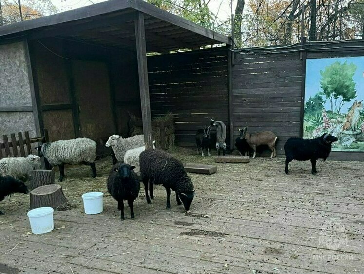 Изображение В Саратове потушили пожар в частном зверинце