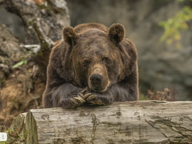 В Красноярске медведь не оставляет попыток разжиться чем-то вкусным