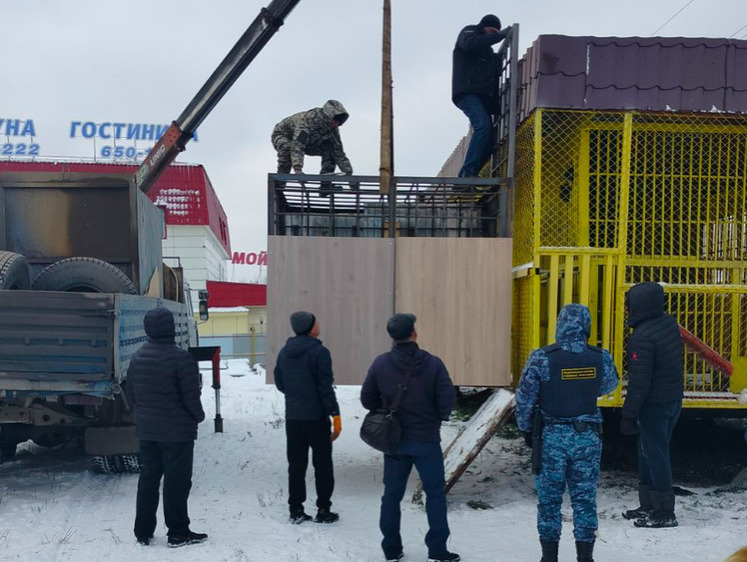 Изображение Четырех бурых медведей вызволили из рабства в Нижневартовске