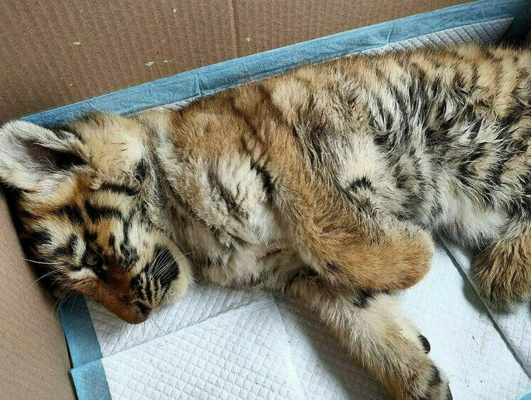 У спасенного в Хабаровском крае тигренка хорошие шансы выздороветь