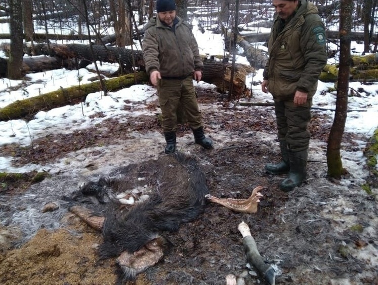 Изображение Нашли рожки да ножки на месте браконьерского забоя лося