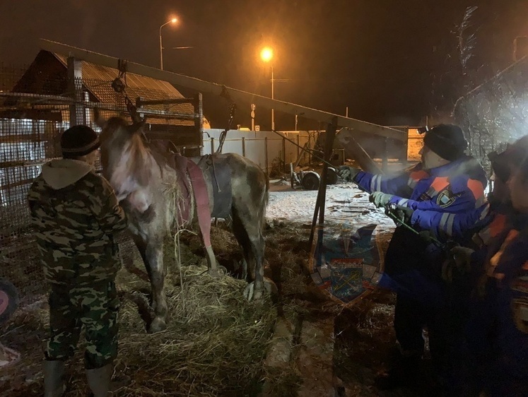 Изображение Край, вставай: коня помогли поставить на ноги спасатели в Ленобласти