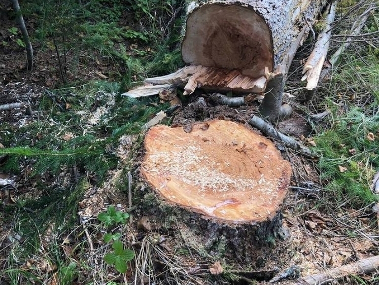 Изображение На Сахалине глава лесхоза осужден за незаконную рубку деревьев