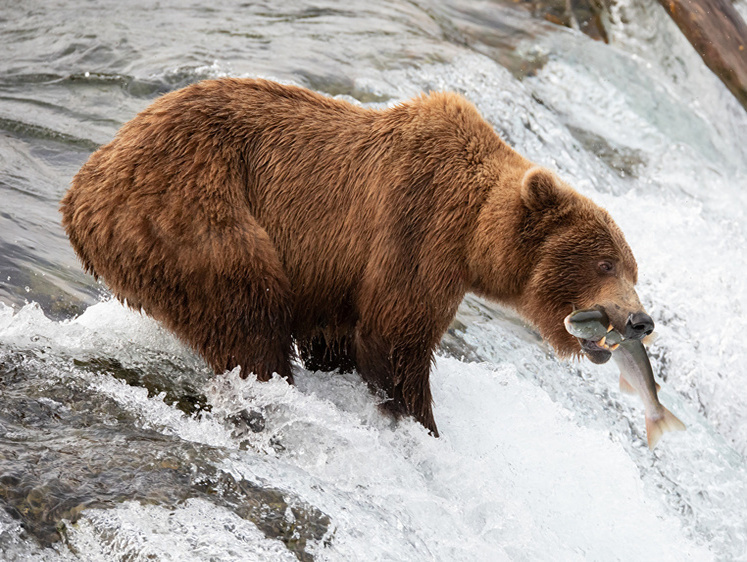 В Карелии увеличивают квоту на добычу бурых медведей в будущем
