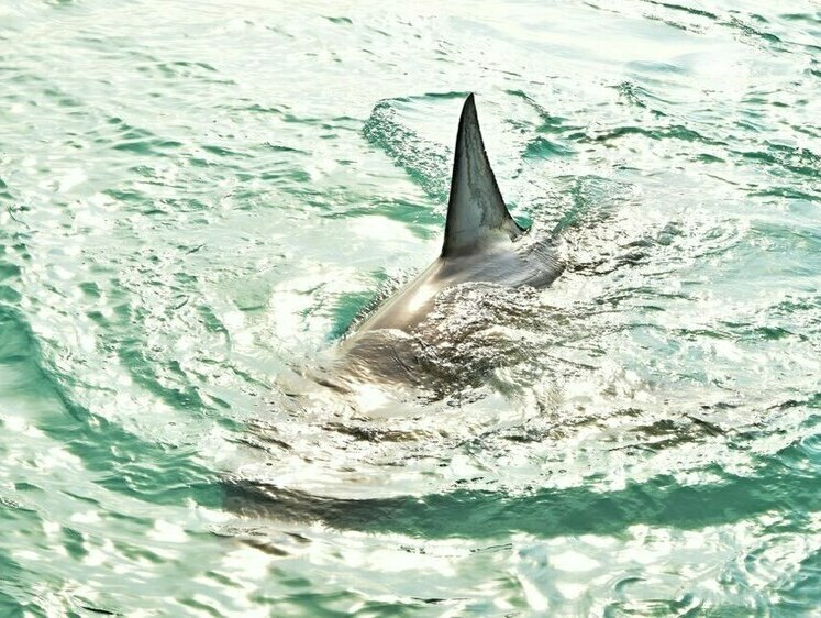 Изображение В Австралии акулу-людоеда разорвали пополам и выели ей печень
