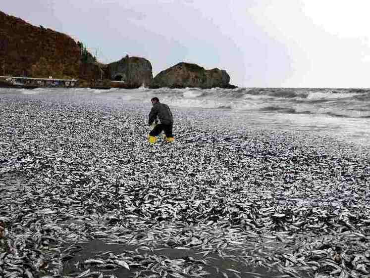 Изображение Тонны мертвой рыбы вынесло к северному побережью Японии