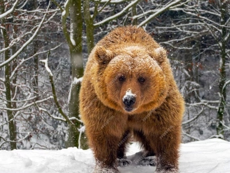 В поселке Иркутской области бродит медведь-шатун