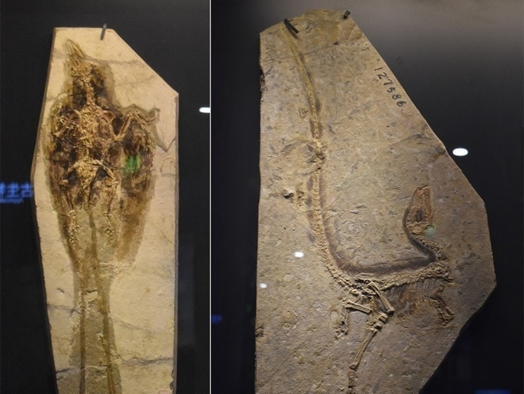 На раскопках в Забайкалье ищут пернатых динозавров