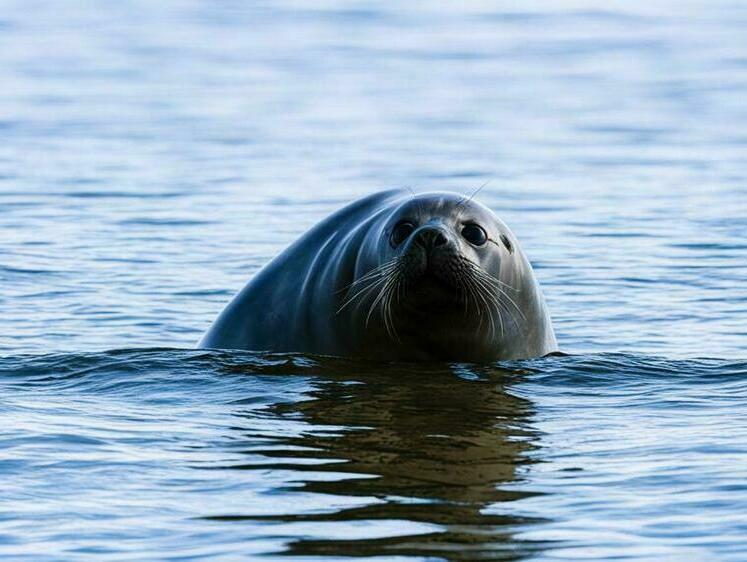 На побережье Каспийского моря выбросило 130 туш тюленей
