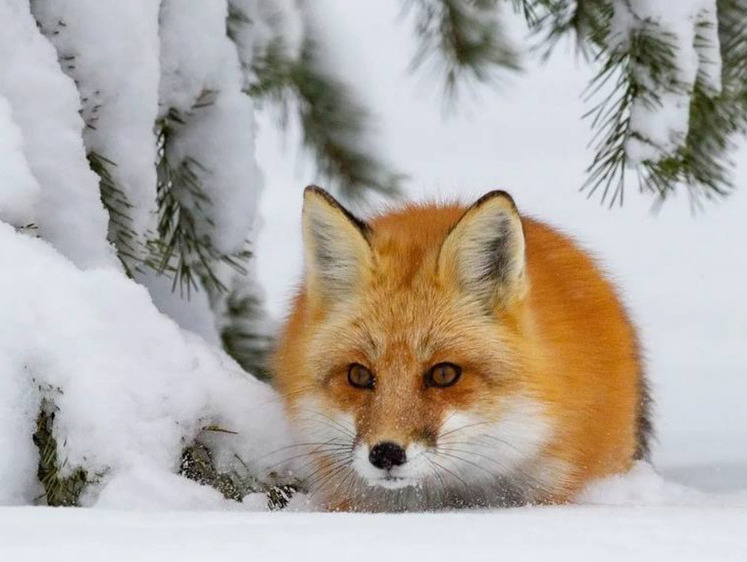  В Томской области лису сняли сказочно красиво — но сюжет разгромили