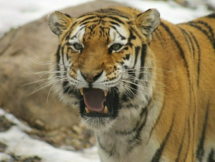 Не так страшен тигр как рассказы про него: фейк из Южно-Сахалинска