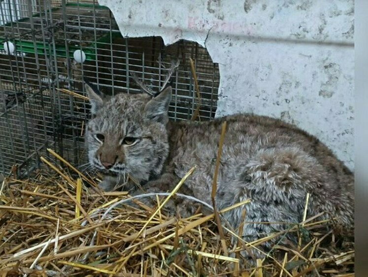 Изображение Холода загнали молодую рысь в город Нижегородской области