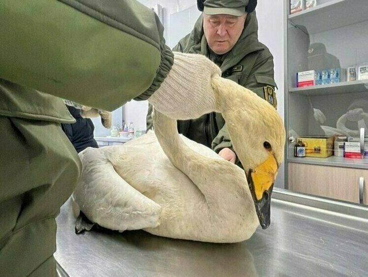 Спасенного лебедя переправили с Ямала в Башкирию