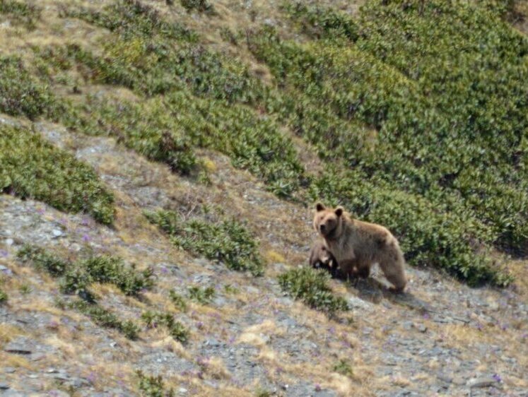 В Кавказском заповеднике стало больше бурых медведей