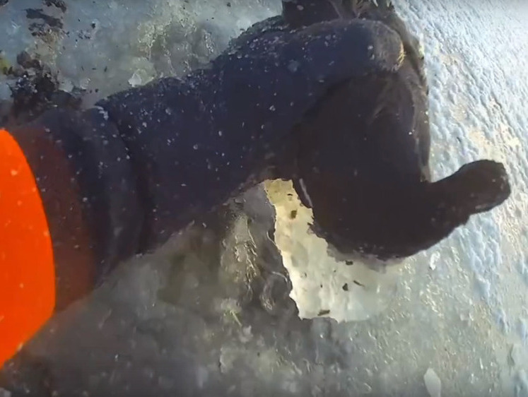 В Ленобласти утка примерзла ко льду — выдалбливали молотком