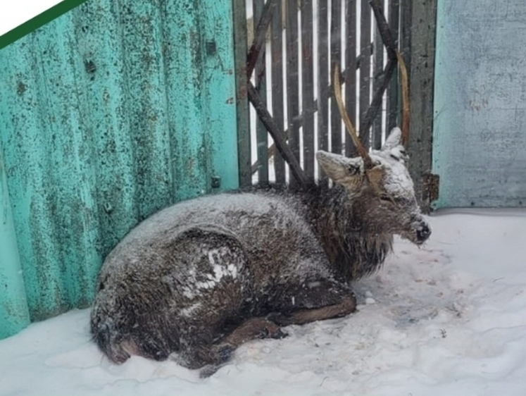 В Пензенской области оленю помогли отбиться от собак