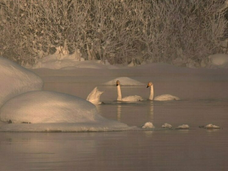 Остаёмся зимовать: лебеди-кликуны не первый год замечены на Вуоксе