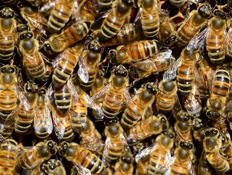 Изображение Во Вьетнаме собиратели меда диких пчел часто рискуют жизнью (видео)