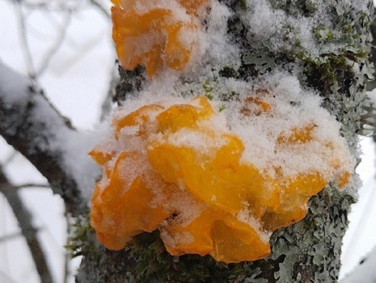 В Псковской области под снегом на березе найдены ведьмины маслята