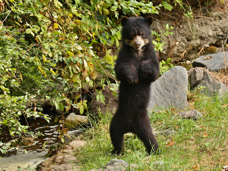 Черного медведя пришлось выкуривать с помощью нафталина
