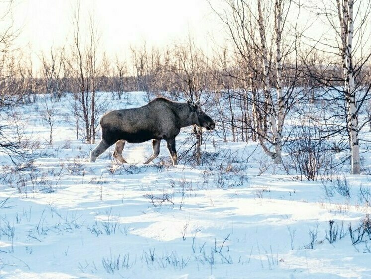 Незаконный отстрел самки лося выявлен в Пензенской области