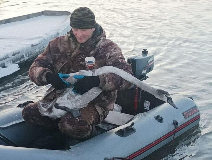 В Курской области из рыболовных снастей спасали красавца лебедя