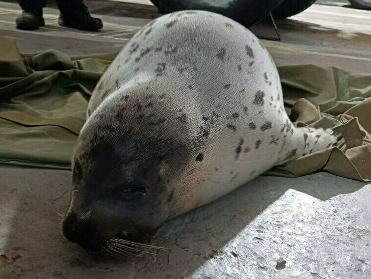 Изображение В Кандалакше помогли добраться до моря гренландскому тюленю