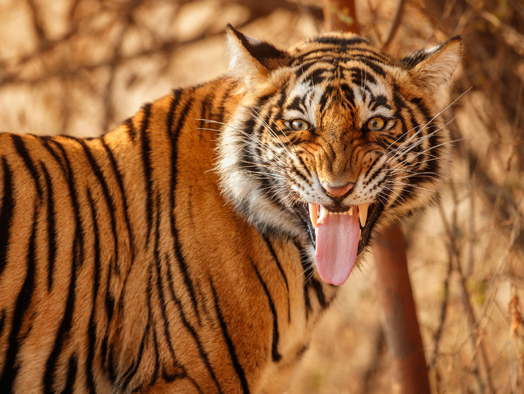 Тигр зубы (32 фото)