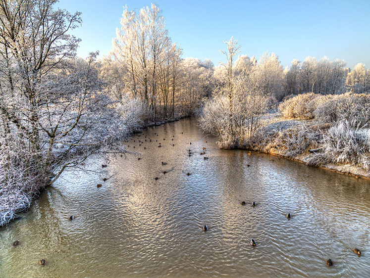 Точно в цифрах: в Москве закончился зимний учет водоплавающих птиц