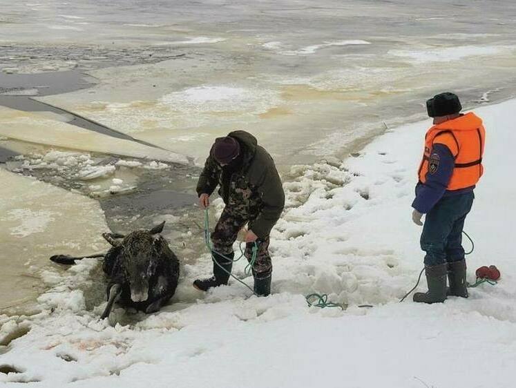 Спасенную в Костромской области лосиху взяли под опеку 