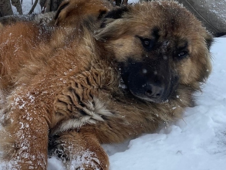 Похоронили в склепе: дикари заживо засыпали снегом безобидную собаку