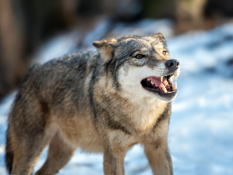 Во Владимирской области к деревням все чаще приходят голодные волки