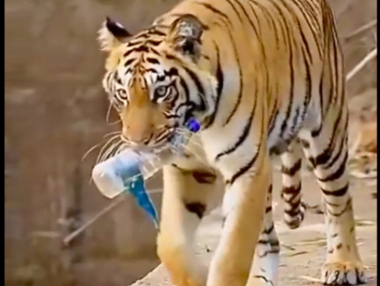 Тигр-эколог объявился в национальном парке Индии