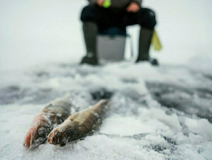 Рыбак погиб под колесами квадроцикла на Чудском озере