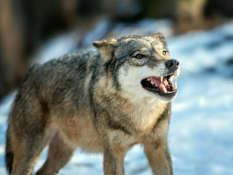 Изображение  В Карелии волк унес раненую собаку, оставив кровавый след на дороге