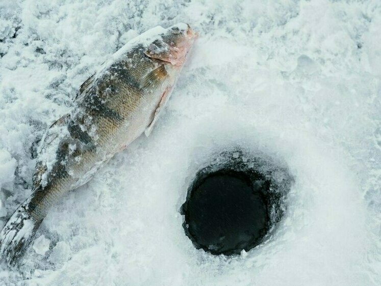  Ярославские варвары: рыбаки набросились на гибнущую от замора рыбу 