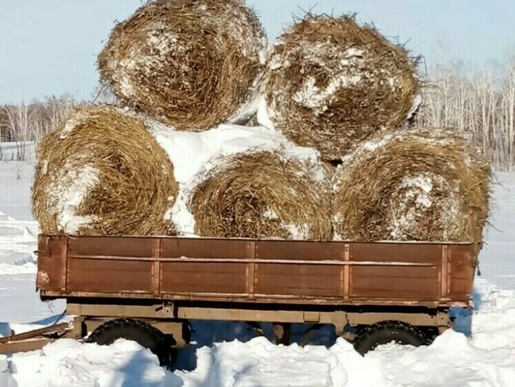 Изображение Лесным обитателям Челябинской области проложили тропы