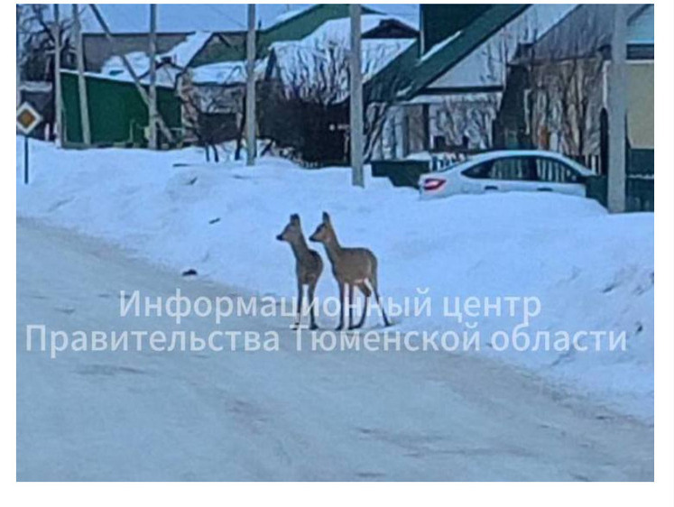 Изображение В Тюменской области косули ходят по деревням