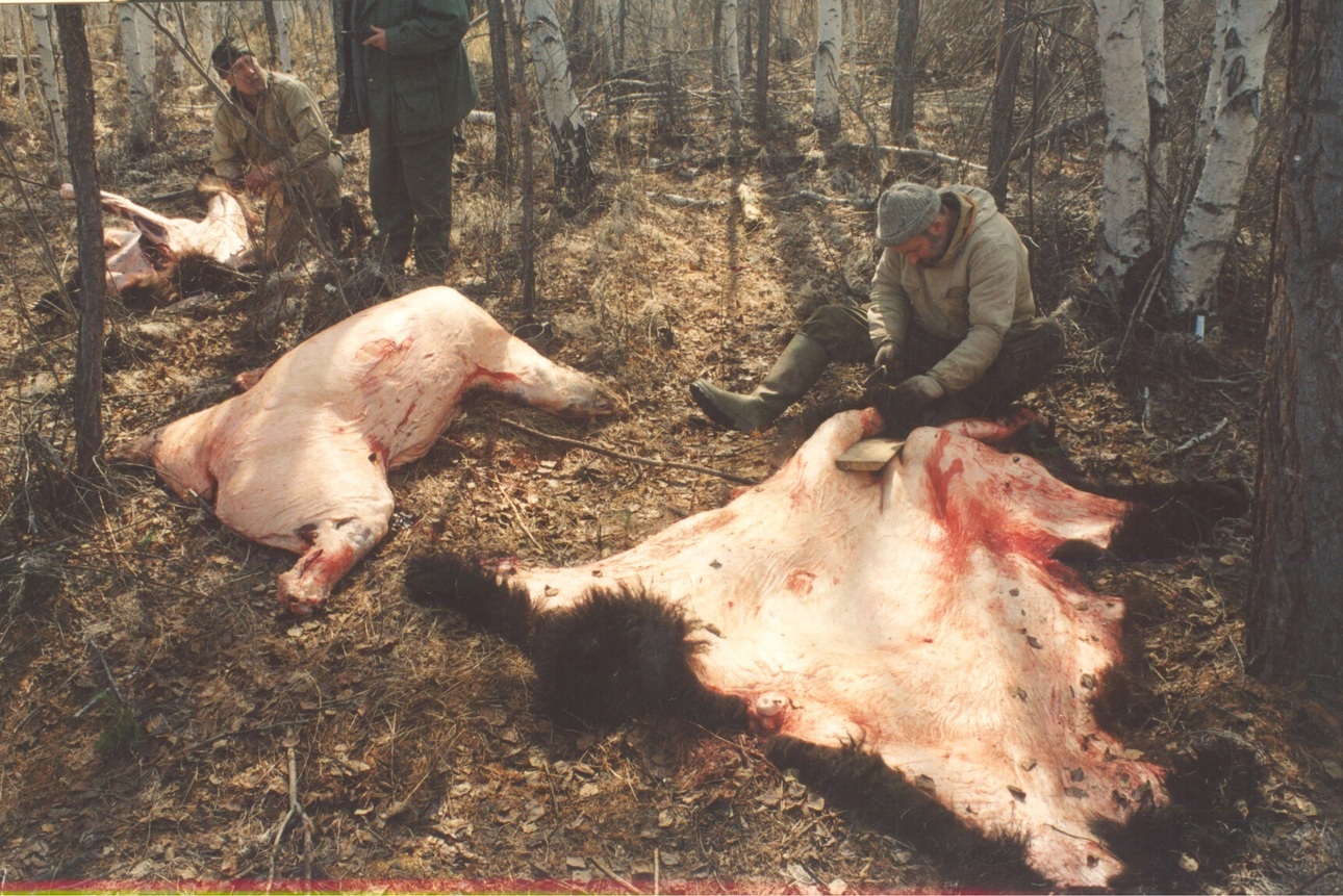 Весенняя охота на медведя. От привады до деликатеса на столе - Охотники.ру