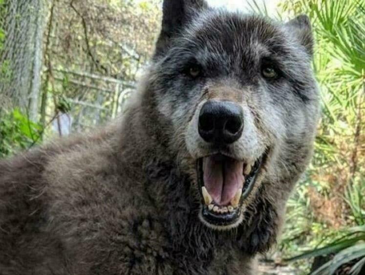 Изображение В Краснодарском крае открывается официальная охота на волкособов