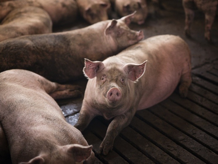 Зачистка пяти километров: на Урале вспыхнула африканская чума свиней