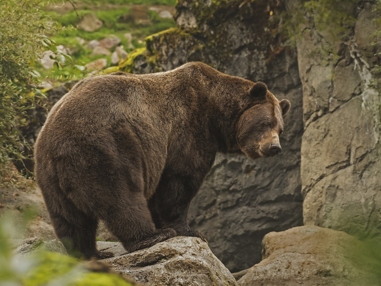 В Республике Коми открывается сезон охоты на бурого медведя (даты)