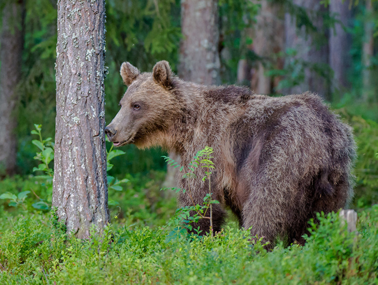 Оно рычало: на Урале охотник на медведя застрелил из лодки человека