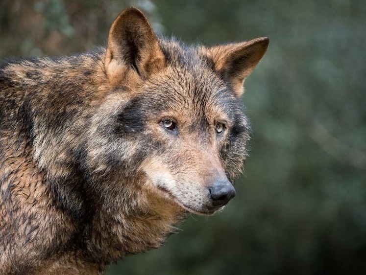 В республике Алтай готовятся стартовать охоту на волков